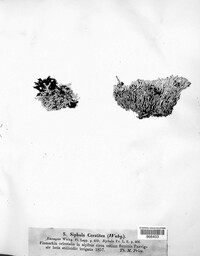 Siphula ceratites image